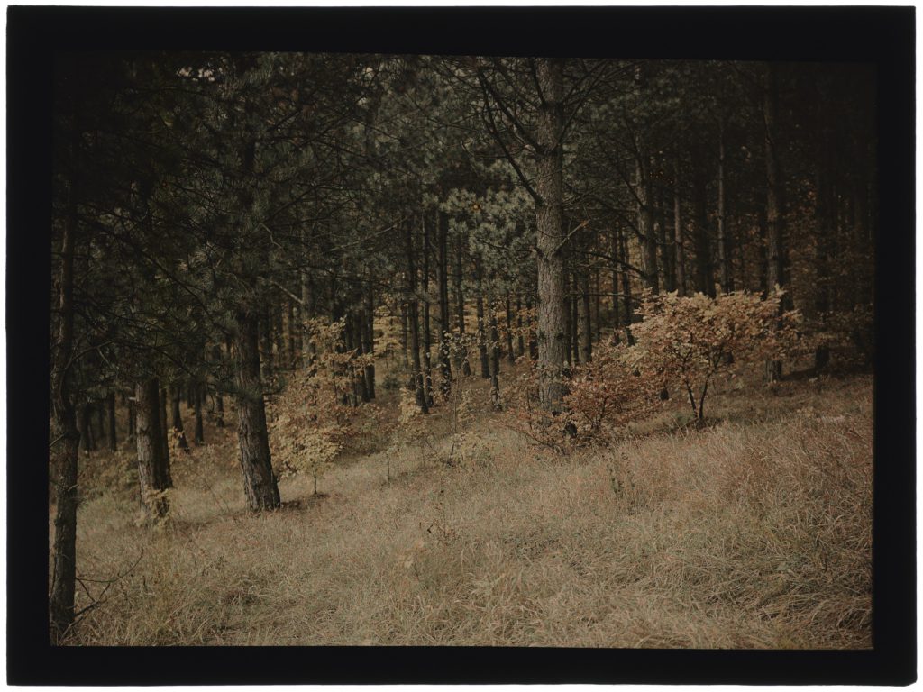 Dans La Forêt ÉNSAD Nancy Autochromes