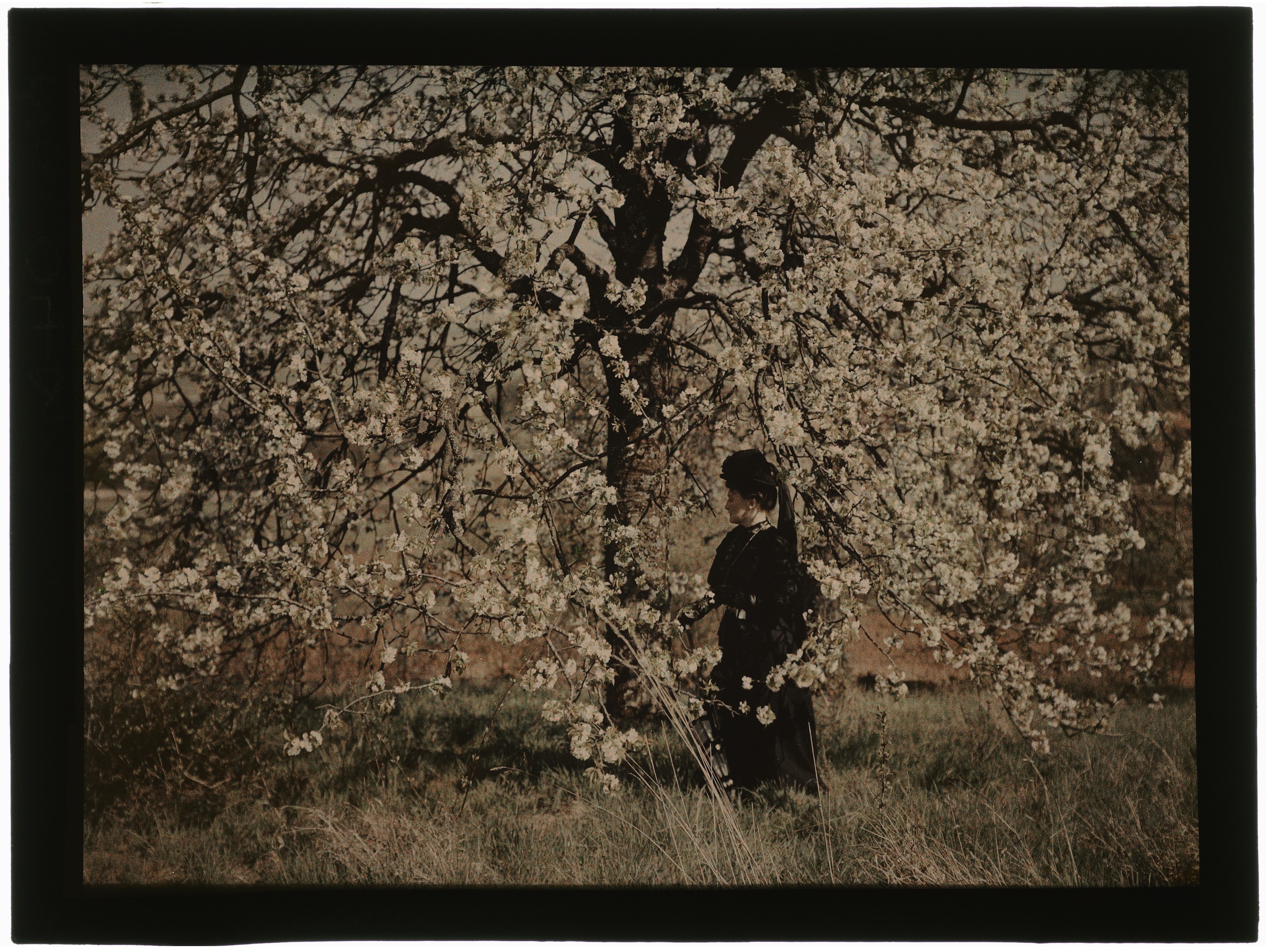 Femme en noir sous un arbres en fleurs