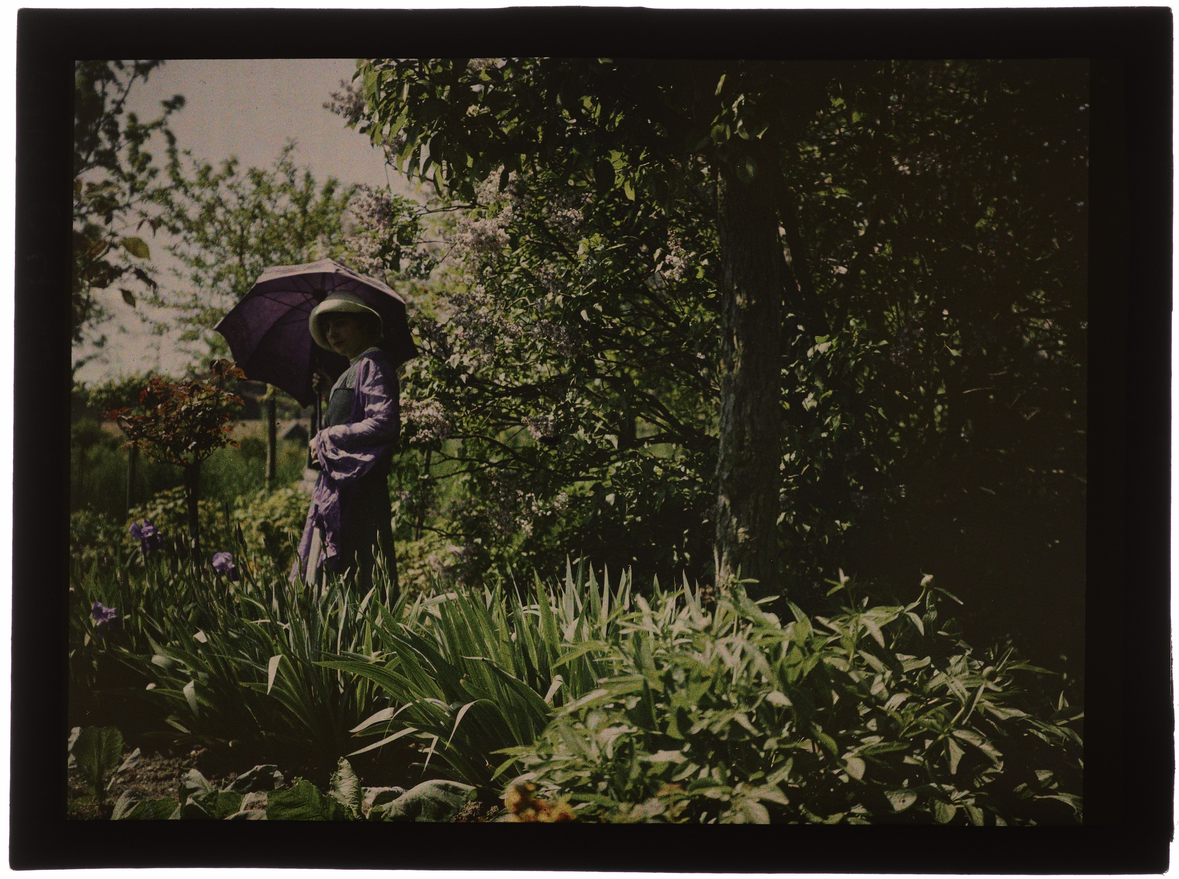Femme en violet avec iris au jardin
