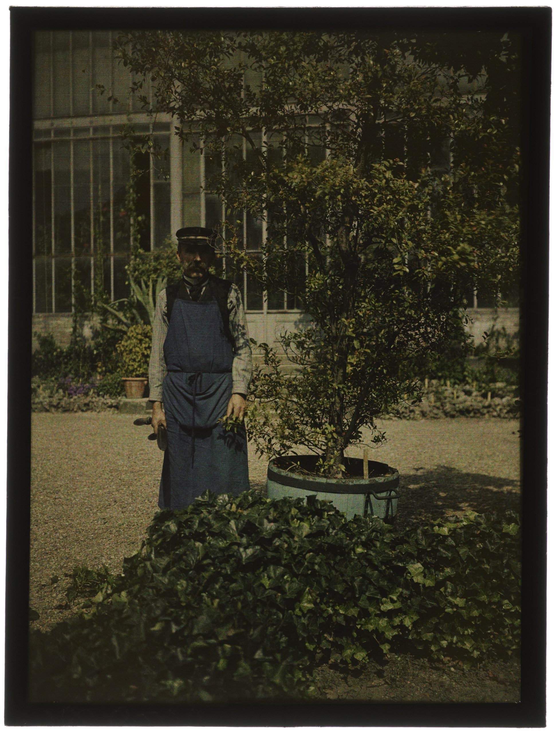 Jardinier en casquette devant la grande serre avec oranger en tonnelet