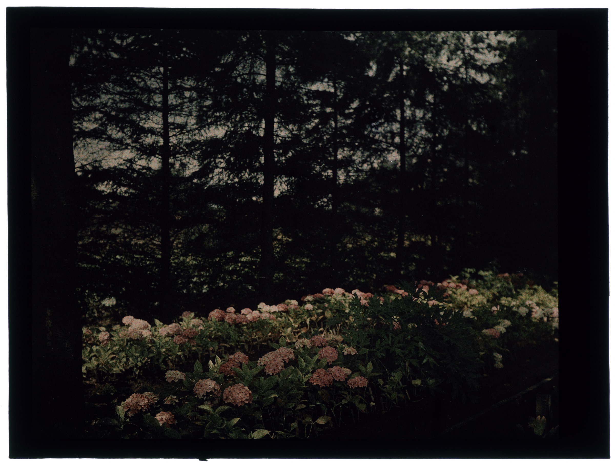 Fleurs dans la serre arrondie et hortensias au jardin
