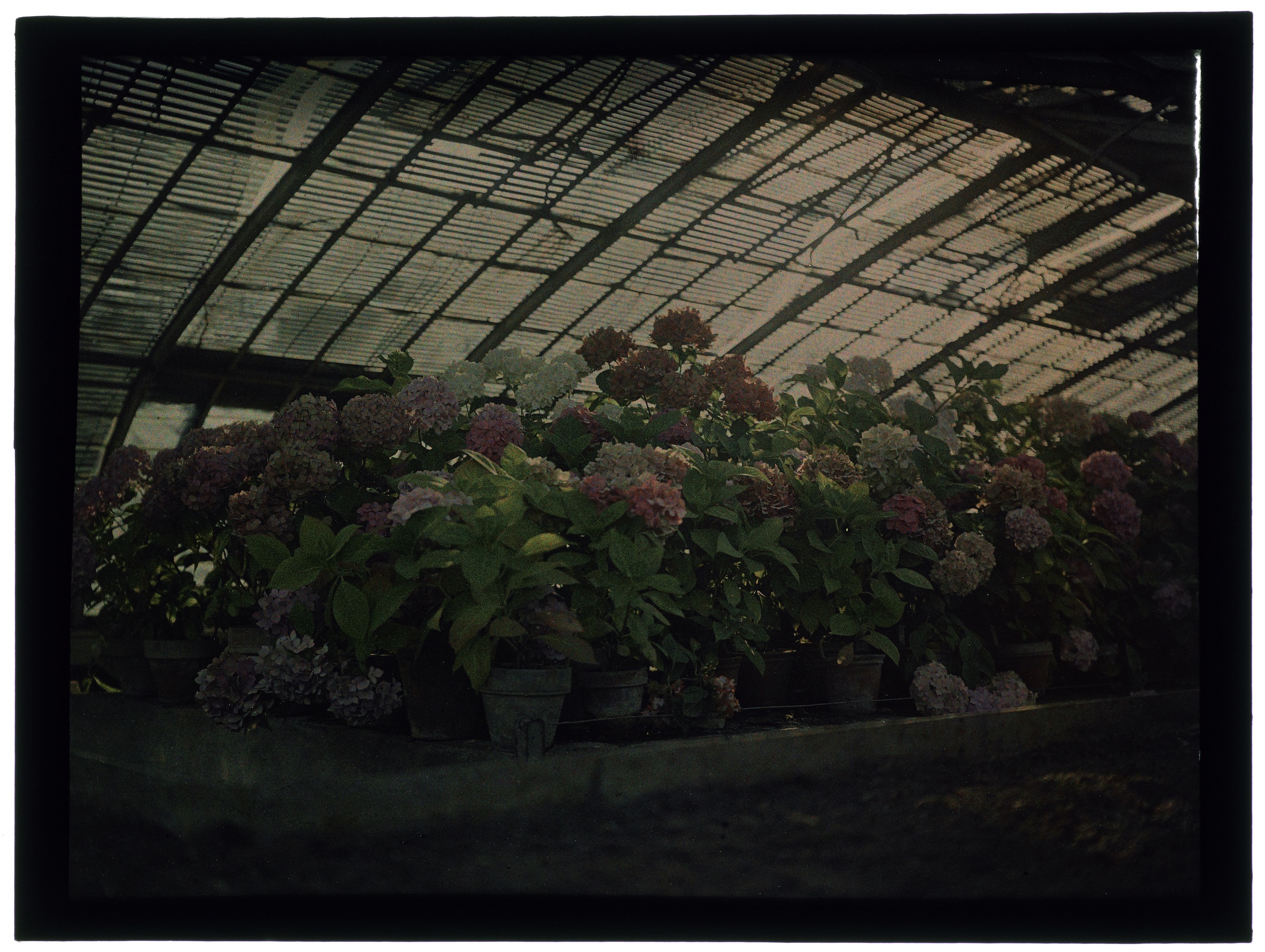 Fleurs dans la serre arrondie, au jardin et sous un toit de branchage