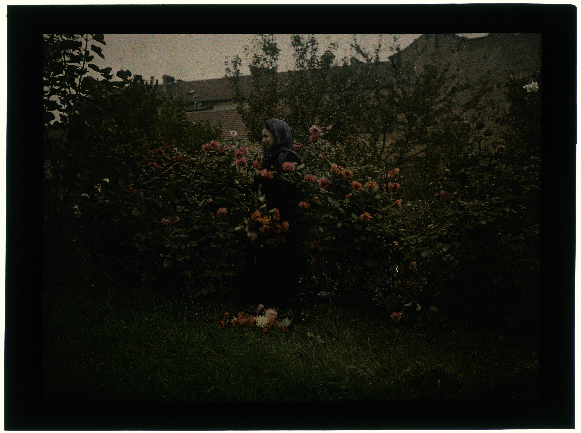 Femme dans le verger avec arbres en fleurs