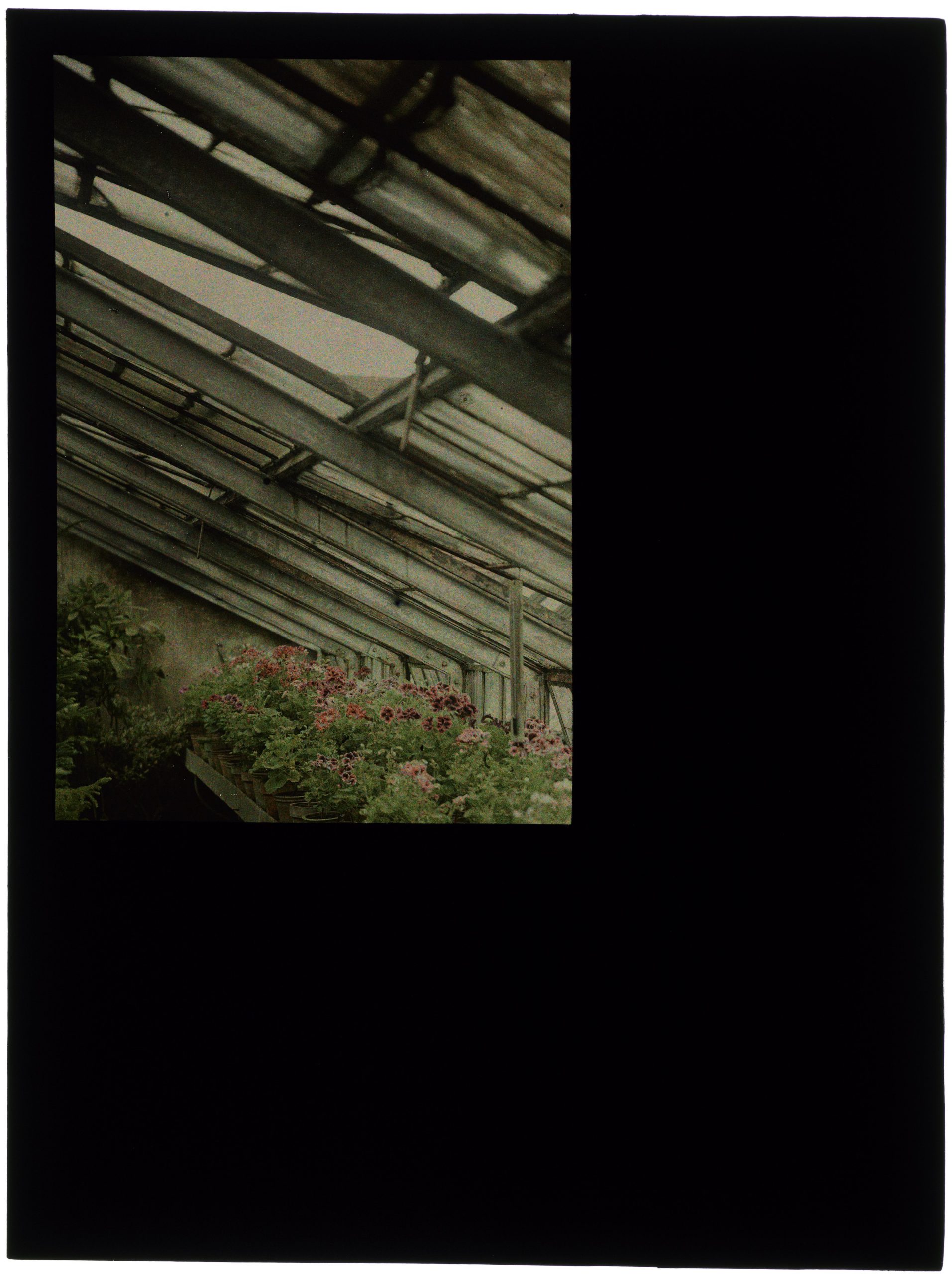 Fleurs dans la serre au toit pointu - Pelargoniums